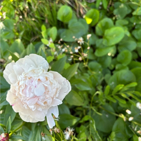 Meet your Posher, PJ - Picture 1 of 1